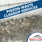 austin pigeon waste cleanup